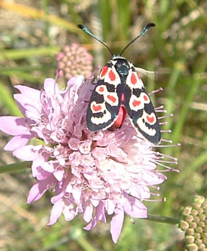 Ecco le Zygaena occitanica